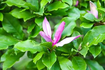 Beautiful magnolia blossom in spring