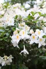Beautiful Rhododendron flowers in spring park.