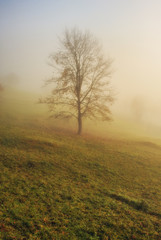 Obraz na płótnie Canvas autumn tree. picturesque tree in the fog. foggy dawn
