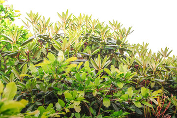 Beautiful Rhododendron flowers in spring park.