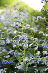 Blue summer flowers in a park