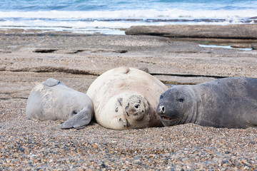 Elephant seals on beach close up, Patagonia, Argentina