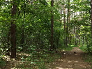 Obraz premium path in the forest