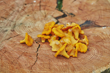 Forest wild chanterelles served on wooden plate in green grass