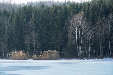 Birch trees and reeds on the lake shore © Emil