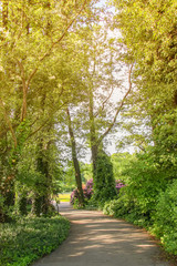 Fototapeta premium Green trees in sunset light in a park