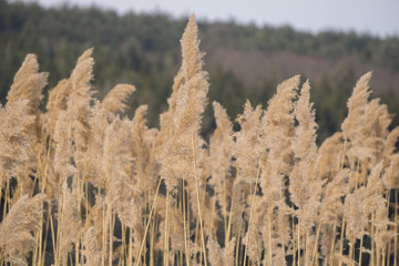 Fototapeta premium Reeds in winter