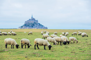 Naklejka na ściany i meble Beautiful view of famous historic Le Mont Saint-Michel tidal island with sheep grazing on fields of fresh green grass on a sunny day, France
