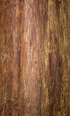 Japanese Red Cedar Bark