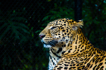 The Leopard