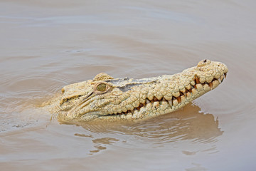 Obraz premium A very rare white saltwater crocodile, Crocodylus porosus, also known as the estuarine crocodile pokes her head out of the Adelaide River near Darwin.