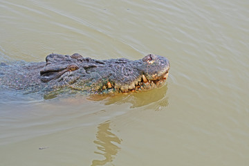 A large saltwater crocodile, Crocodylus porosus, also known as the estuarine crocodile, exudes power and menace as it cruises the Adelaide River near Darwin in Australias Northern Territories.