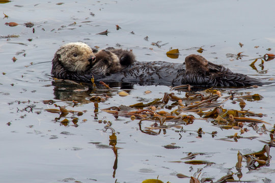 Sea otter with baby