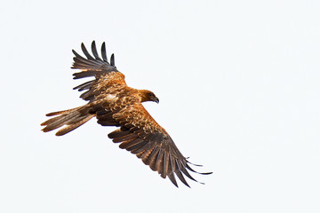 A Whistling Kite, Haliastur sphenurus, flies above the Adelaide River near Darwin in Australia and under overcast skies giving the impression of being isolated on a white background.