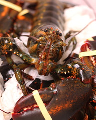 Canadian rock lobster