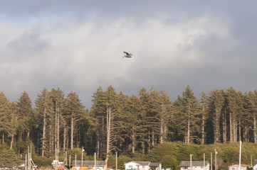 Brown pelican flying above trees in La Push beach area, La Push, WA
