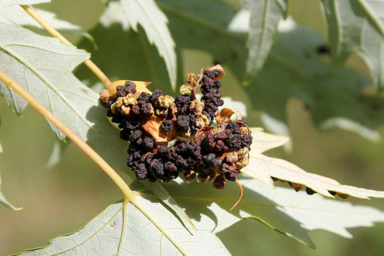 Black galls caused by maple bladder-gall mite or Vasates quadripedes on Silver Maple (Acer saccharinum) leaf