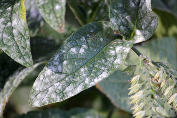 Powdery mildew caused by Golovinomyces asperifoliorum on green leaf of Prickly comfrey or Symphytum asperum