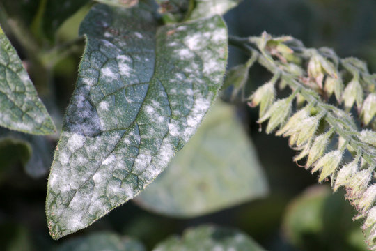 Powdery mildew caused by Golovinomyces asperifoliorum on green leaf of Prickly comfrey or Symphytum asperum