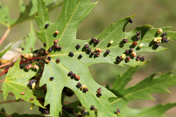 Black galls caused by maple bladder-gall mite or Vasates quadripedes on Silver Maple (Acer...