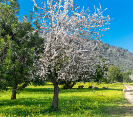 almond trees