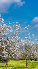 almond trees