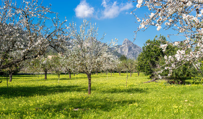 Naklejka premium almond trees