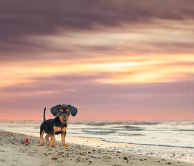 Dog in the beach