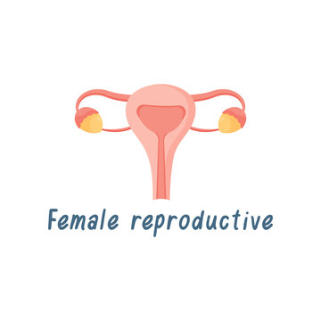 Female Reproductive System Internal Organs, Human Anatomy Vector Illustration