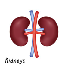 Kidneys Internal Organ, Human Anatomy Vector Illustration