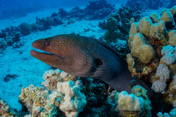 Moray eel at the red sea