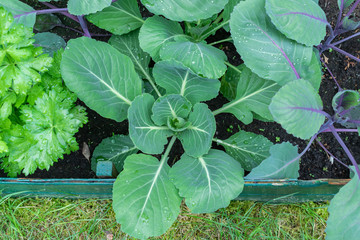 Gardening, cultivation and care of plants concept: young seedlings of white cabbage in the urban garden.