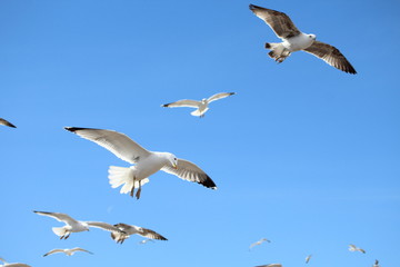 seagull birds flying