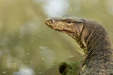Obraz premium Portrait of a wild Malayan Water Monitor Lizard, Varanus salvator, in Sungei Buloh Wetland Reserve, Singapore
