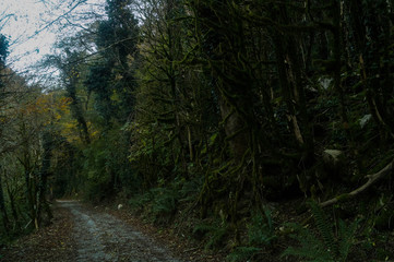 Mysterious Forest