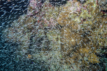 Coral reefs of the Red Sea, Egypt