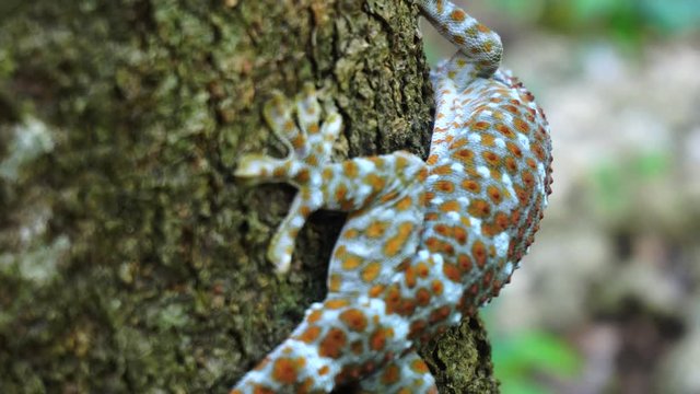 Tokay gecko sticking into a tree. The tokay gecko (Gekko gecko) is a nocturnal arboreal gecko in the genus Gekko.