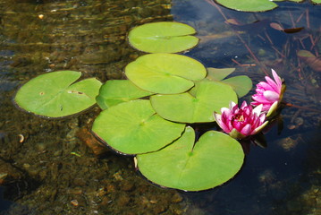 Water lily