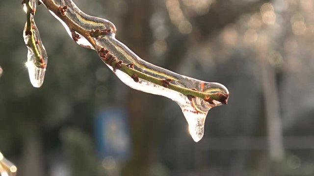 Nature covered by ice and cryogenate