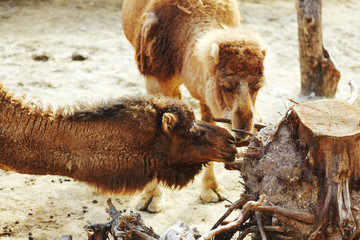 Camels are eating hard roots and bark