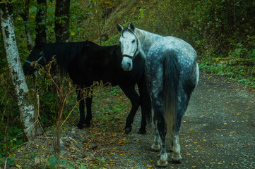 Fototapeta premium Wild horses