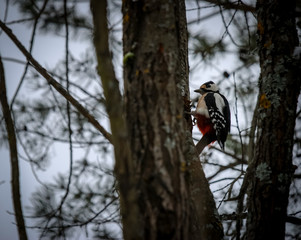 Woodpecker on the forest tree