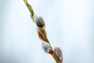 Blossoming willow buds © Alexey Kartsev