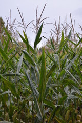 Obraz premium field