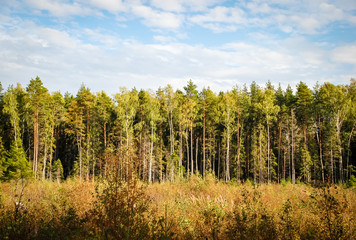 Beautiful green forest picture with a trees