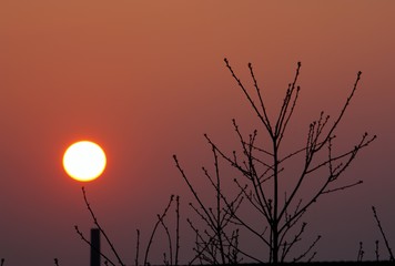 Schöner rötlicher Sonnenuntergang mit einem Baum ohne Blätter