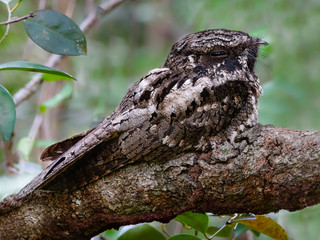 Obraz premium Cuban Nightjar Closeup Portrait