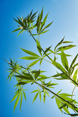 Beautiful still life with copy space of marijuana plant on blue sky background
