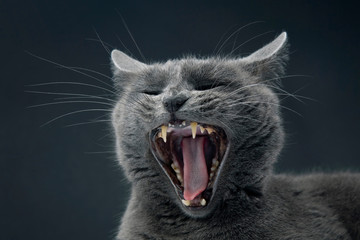 Studio portrait of a beautiful grey cat with a wide open mouth