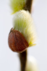 Blossoming willow buds © Alexey Kartsev